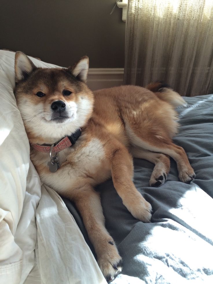 a dog laying on top of a bed next to a window