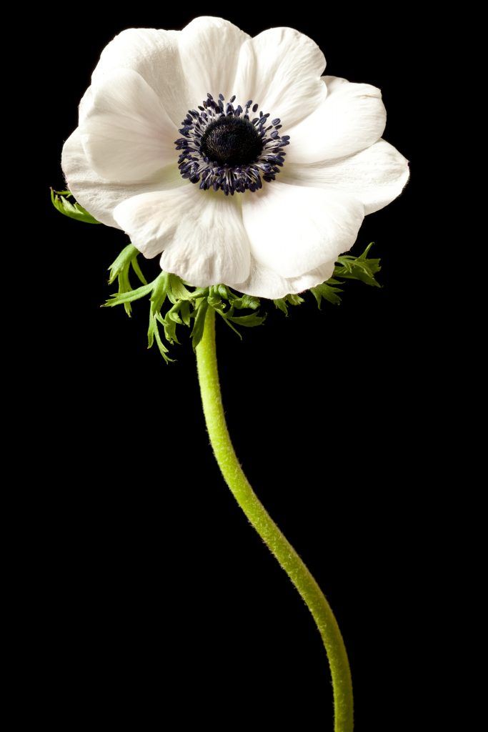 a white flower with green stems on a black background