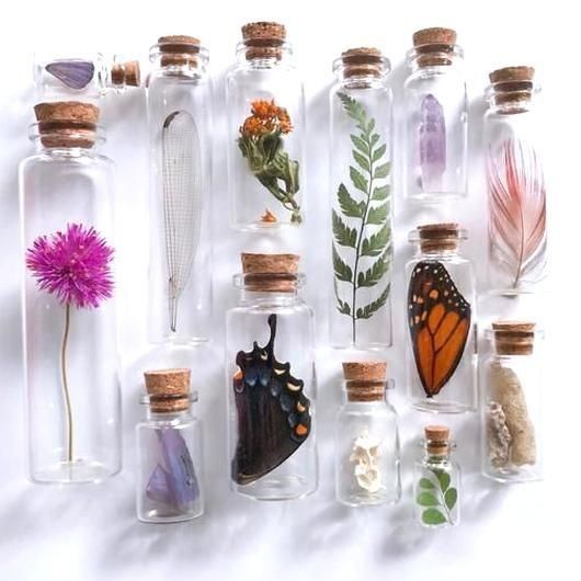 a group of glass bottles filled with different types of plants