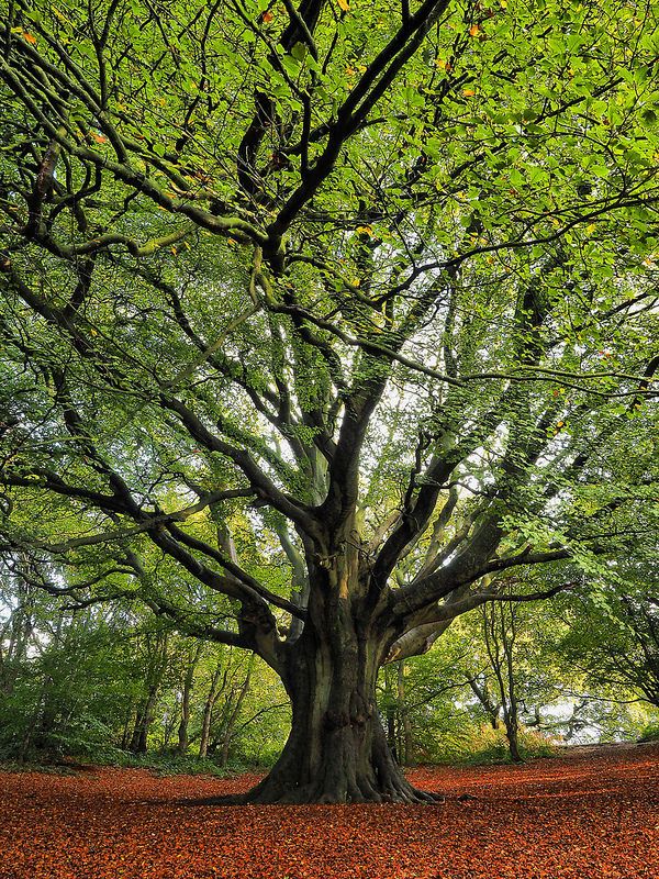 a large tree with lots of leaves on the ground