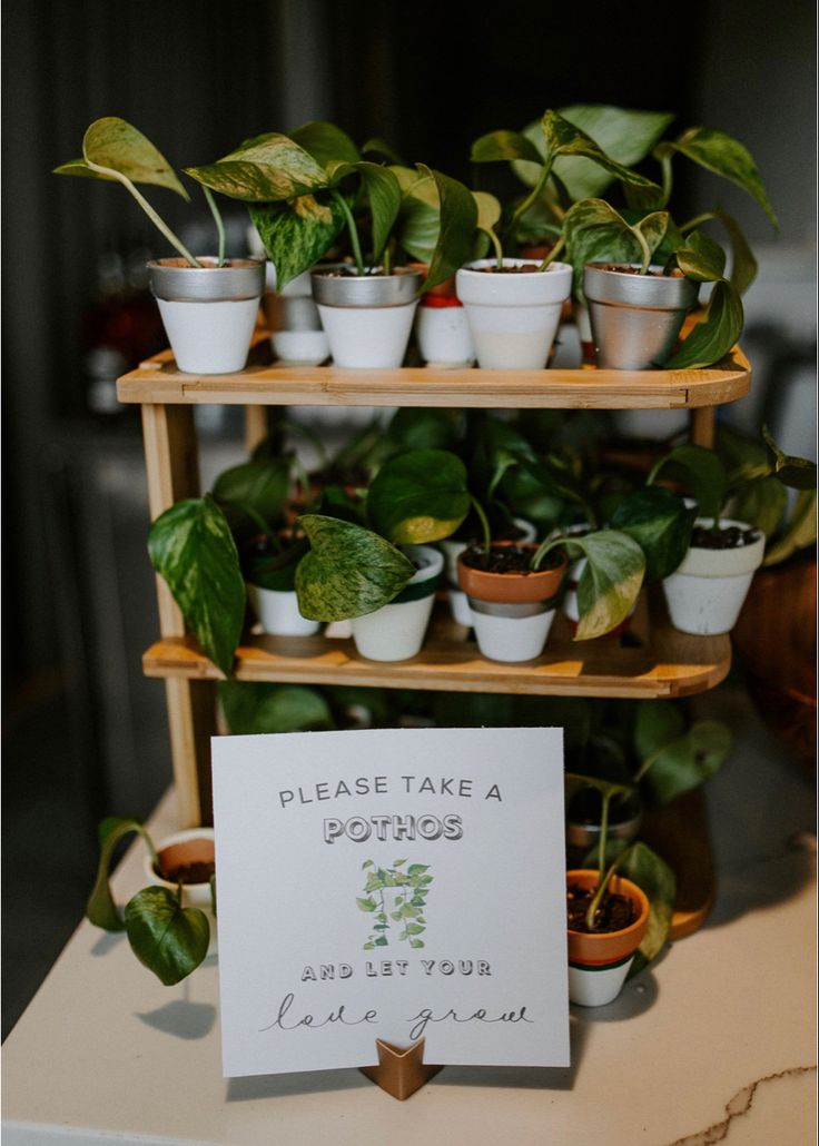 there are many potted plants on the shelves