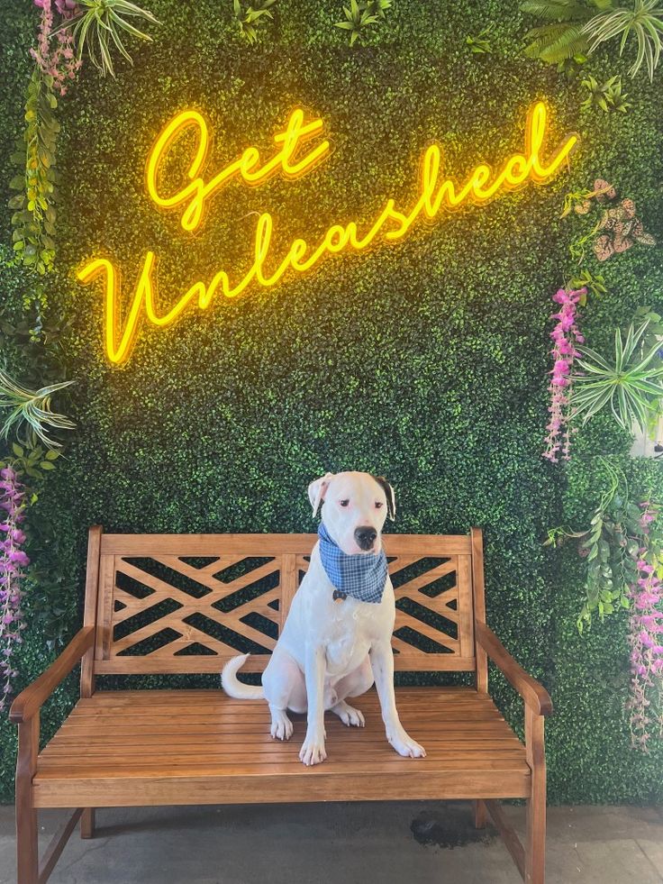 a dog sitting on a bench in front of a wall with plants and neon lights