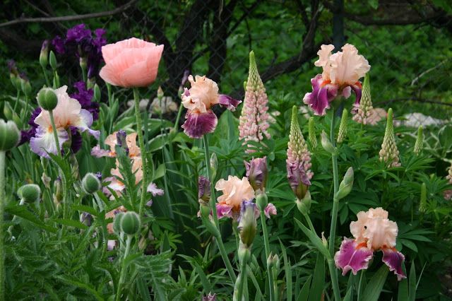 pink and purple flowers are growing in the garden