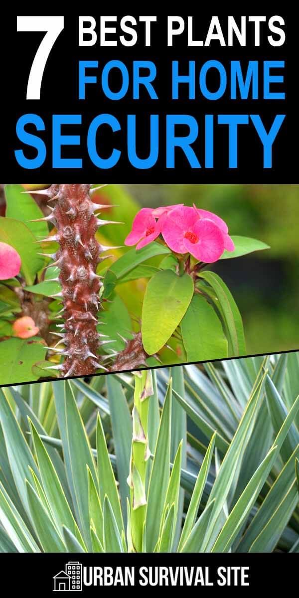 the 7 best plants for home security in urban survival site, with text overlay