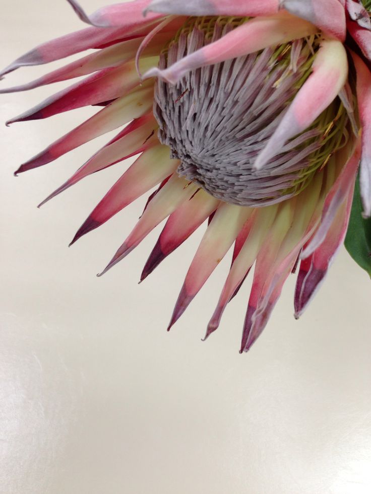 King protea ... my favorite Protea Art, Protea Flower, No Rain, Flower Beauty, Beautiful Blooms, My Flower, Pretty Flowers, Floral Art, Flower Power