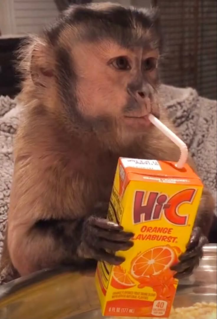 a monkey sitting on a couch drinking orange juice from a carton with a straw in it's mouth