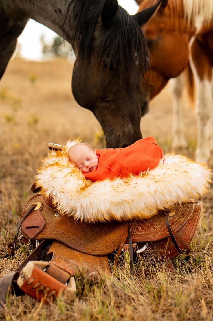 a baby is laying in a saddle next to two horses