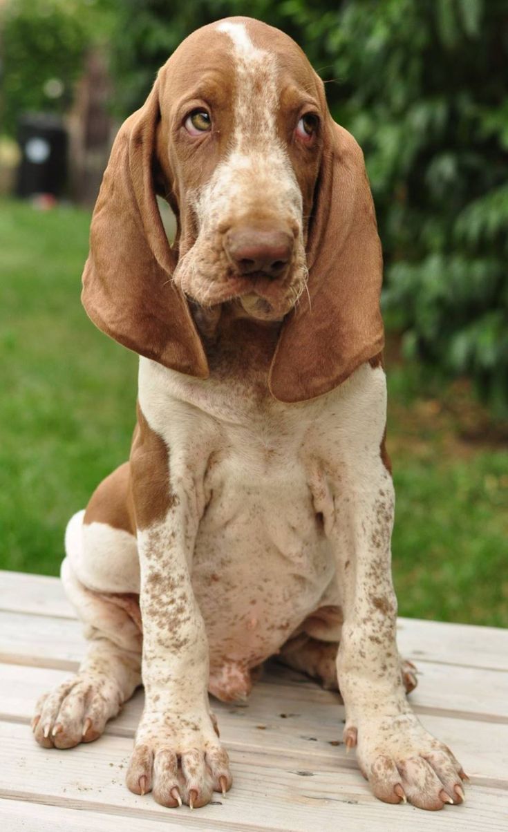 a brown and white dog sitting on top of a wooden table next to green grass