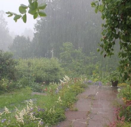 a path in the rain with flowers and trees