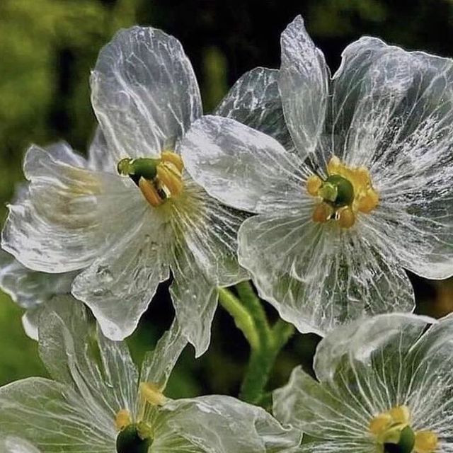 three white flowers with yellow centers covered in water