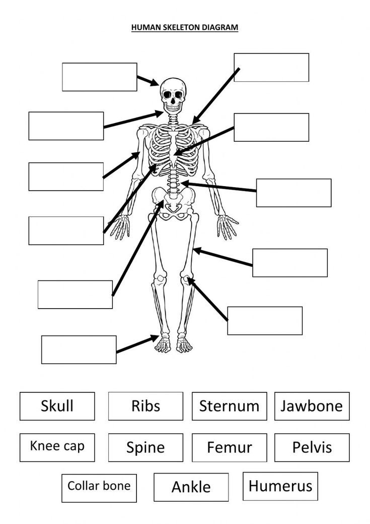 the skeletal system worksheet with labels and diagrams for kids to use in their classroom