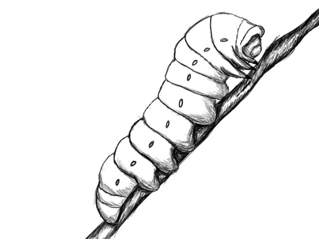 a drawing of a caterpillar on a stick