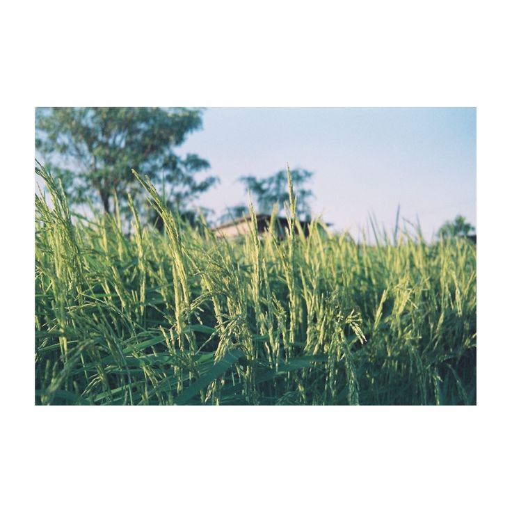 tall grass in the foreground with trees in the background