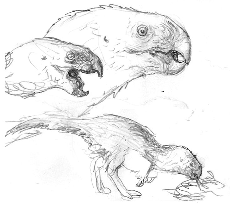 two drawings of an eagle and a fox