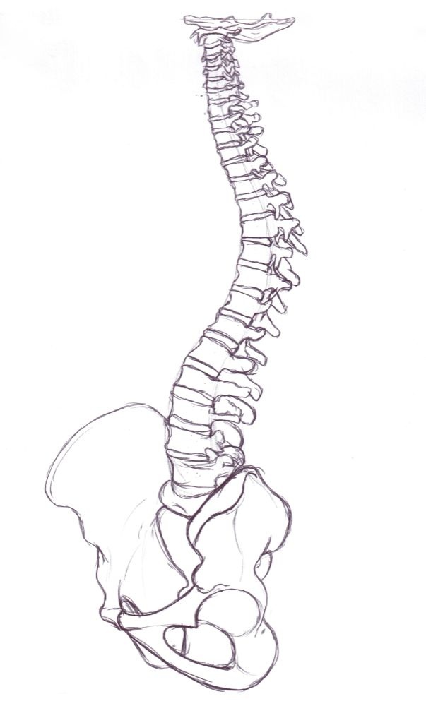 a drawing of a human skeleton with the neck and lower limb visible in this image