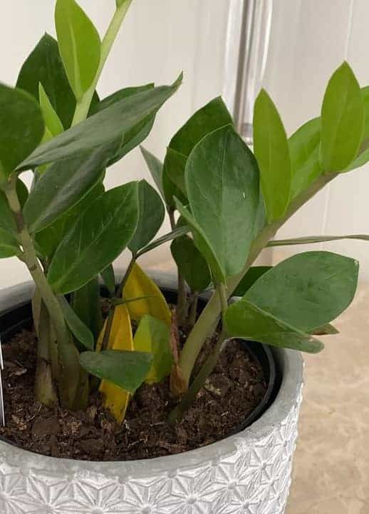 a potted plant with green leaves in it