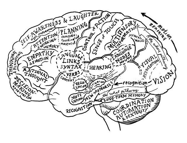 a black and white drawing of a brain with the names of all parts labeled in it