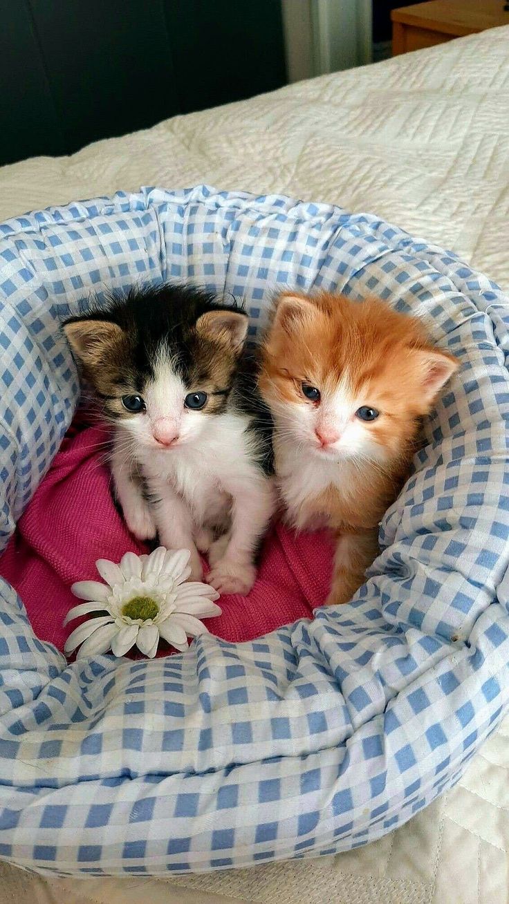 two kittens are sitting in a bed with blue and white checkered sheets