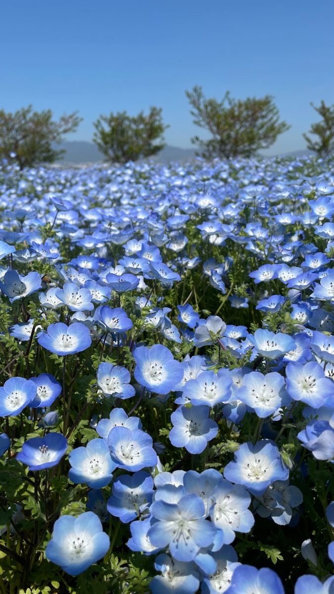 many blue flowers are growing in the field