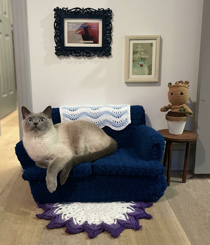 a cat laying on top of a blue couch