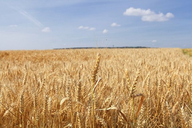 a wheat field under a blue sky - stock photo - images