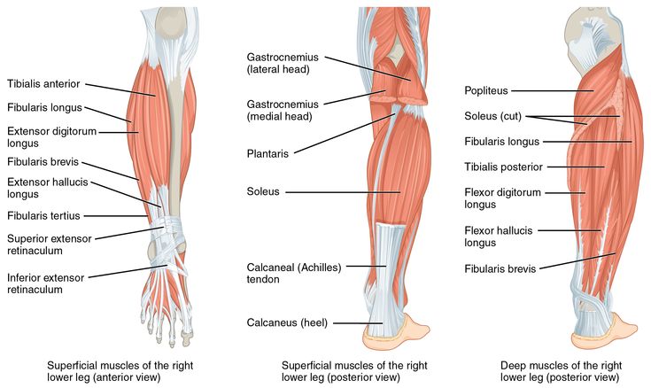 the muscles are labeled and labeled in this diagram, with labels on each side of them