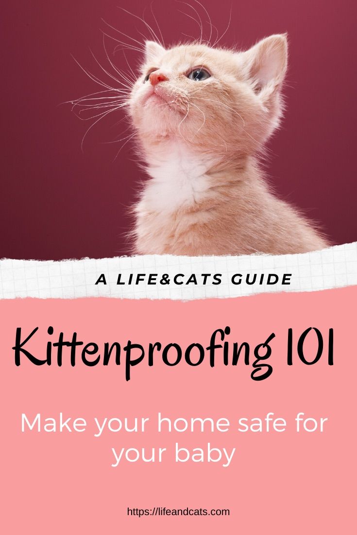 a kitten looking up at the sky with text overlay that reads, kittempooing 101 make your home safe for your baby