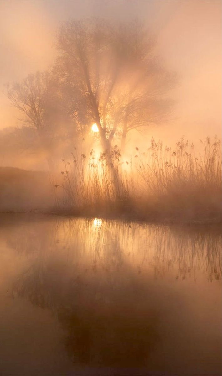 the sun shines through the foggy trees and water in front of a body of water