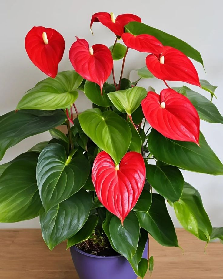 a potted plant with red flowers and green leaves