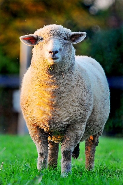 a sheep is standing in the grass looking at the camera with an alert look on its face