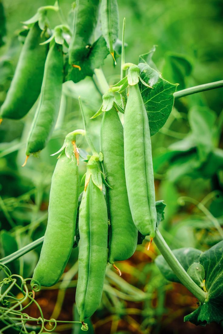 peas are growing on the plant with green leaves