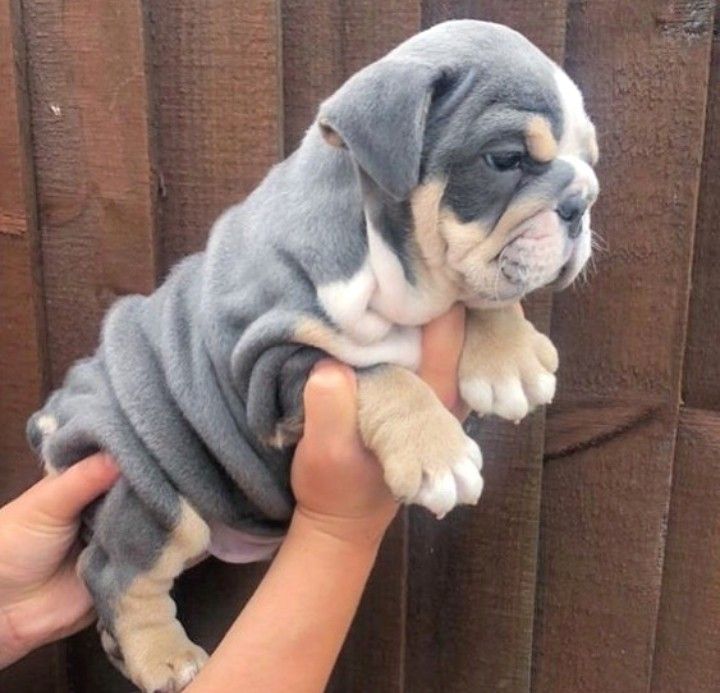 a person holding a small gray and white puppy in their hand on top of a wooden fence