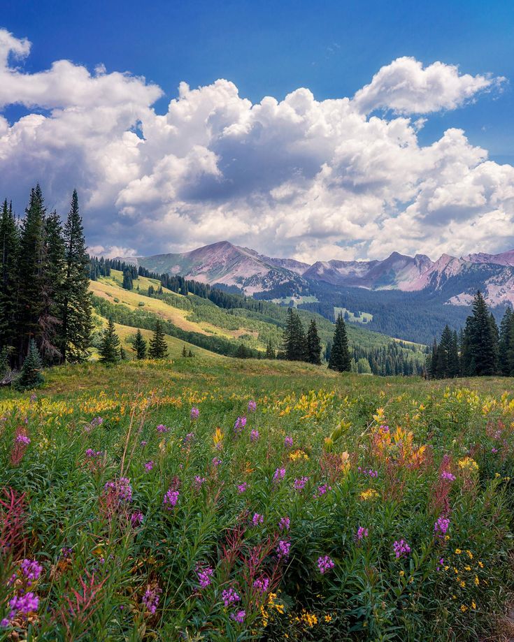 wildflowers and mountains in the distance under a blue sky with white puffy clouds