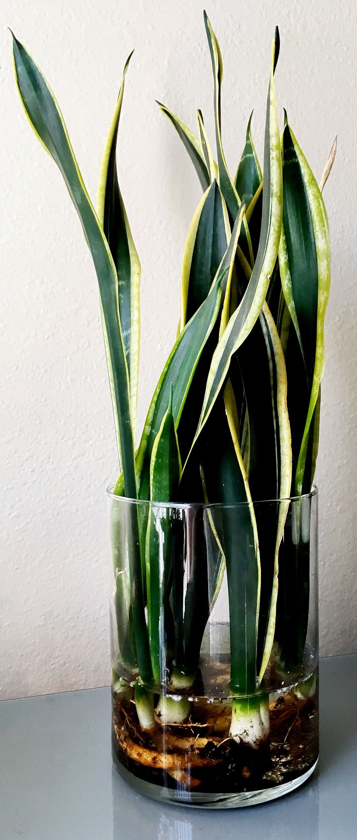 a glass vase filled with green plants on top of a table