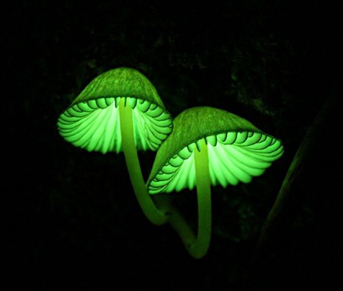 two green mushrooms glowing in the dark with their tops turned to look like they're dancing