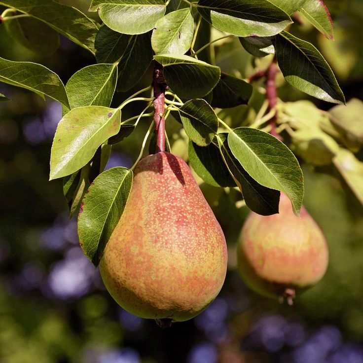 two pears hanging from a tree with leaves