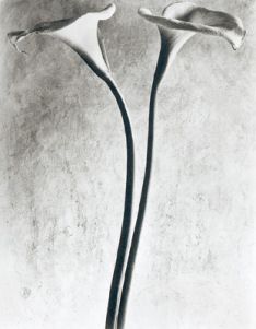 two flowers are shown in black and white, against a gray background with the petals still attached