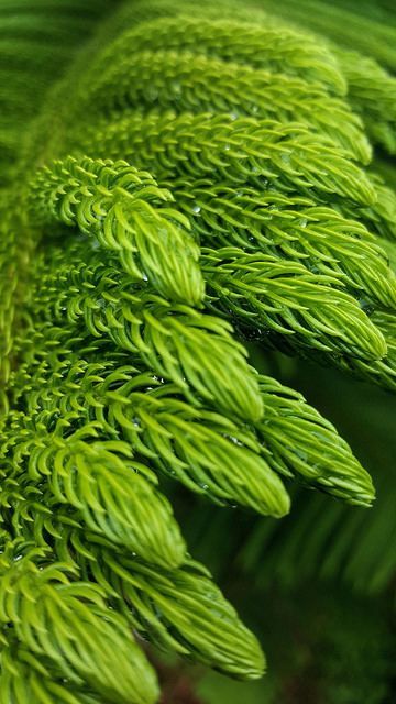 green leaves with drops of water on them