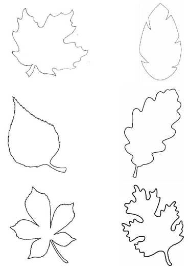 four different leaf shapes are shown in the shape of an apple, maple and oak leaves