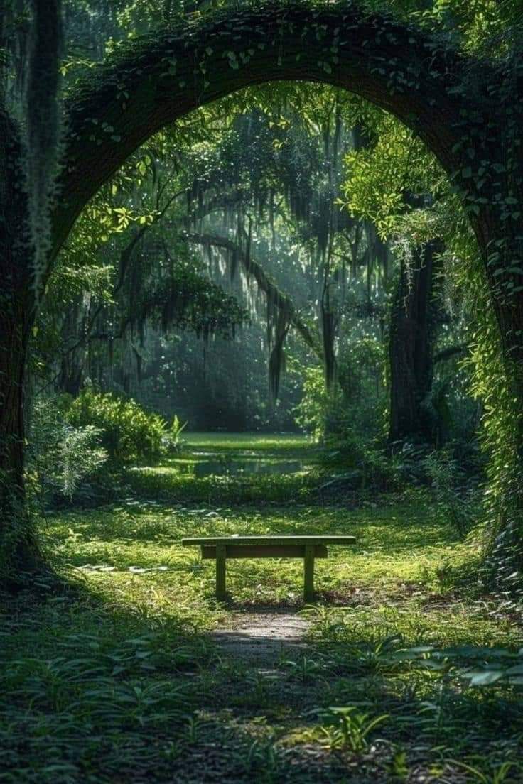 a bench sitting in the middle of a lush green forest filled with trees and bushes