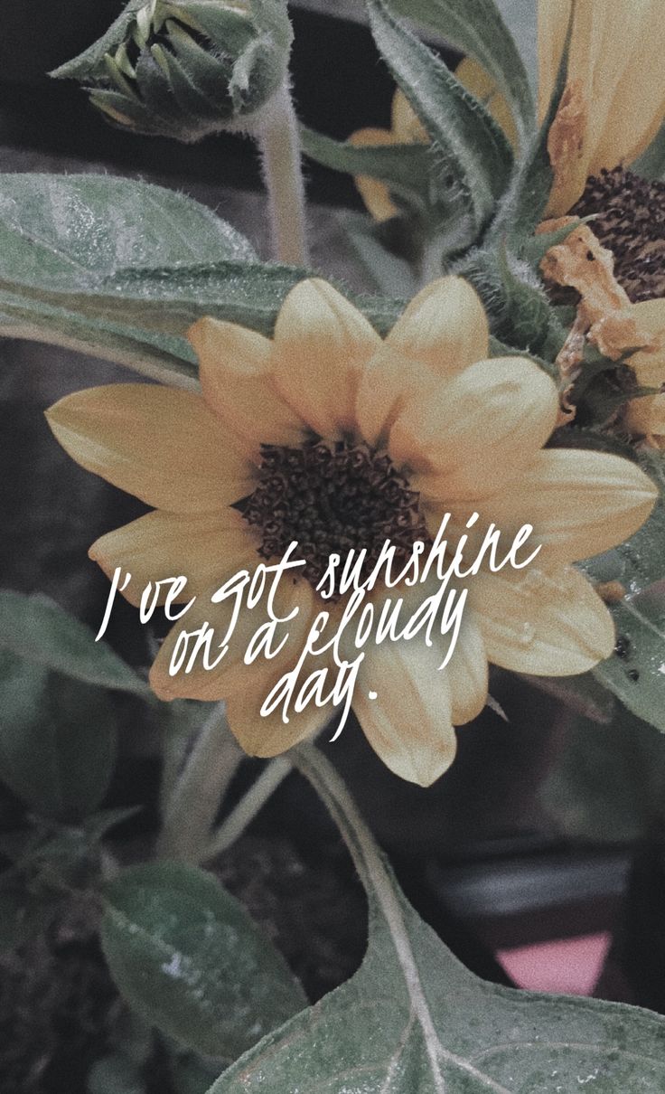 a sunflower with the words, i've got sunshine on a sunny day