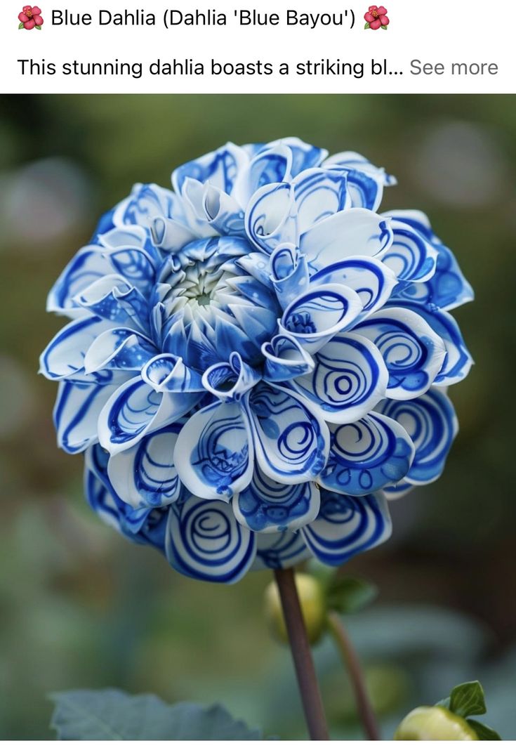 a blue and white flower is in the middle of an article about how to use it