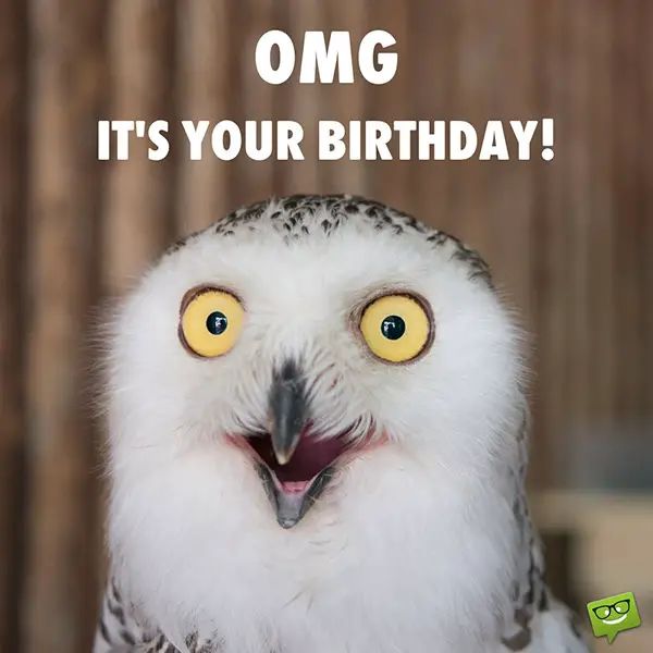 an owl with its mouth open and the words omg it's your birthday