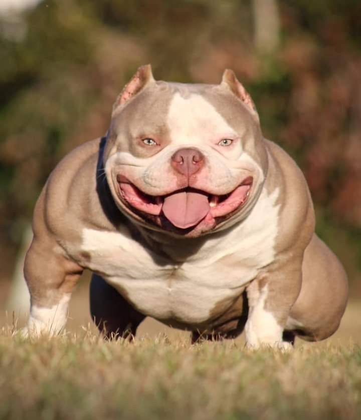 a brown and white dog laying on top of a grass covered field with its tongue hanging out