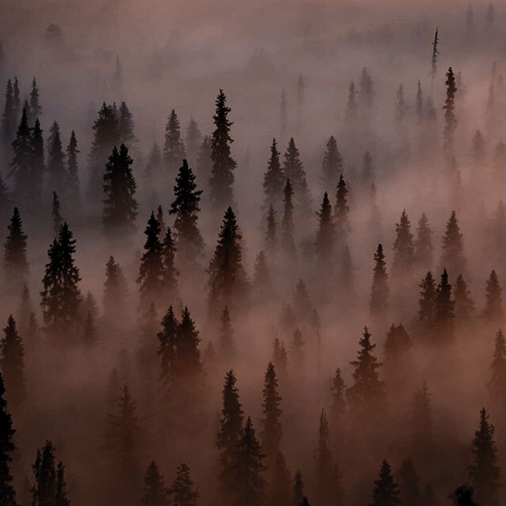 an aerial view of trees in the fog