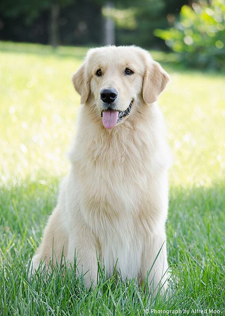 a dog sitting in the grass with its tongue out