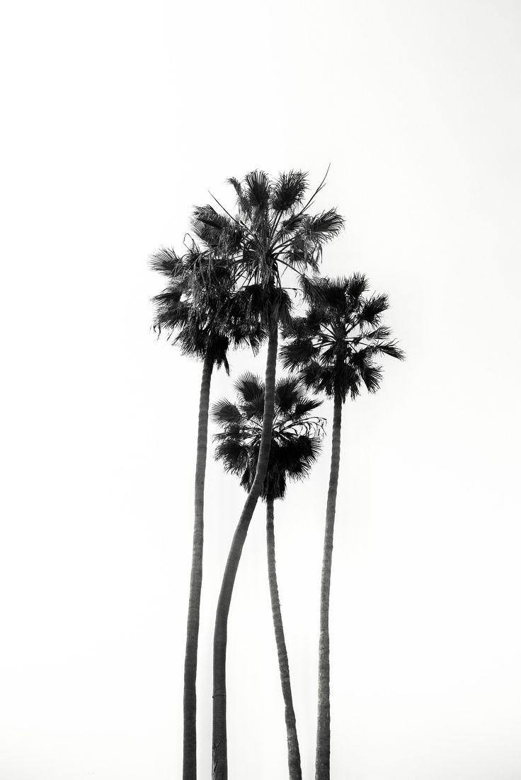 black and white photograph of three palm trees