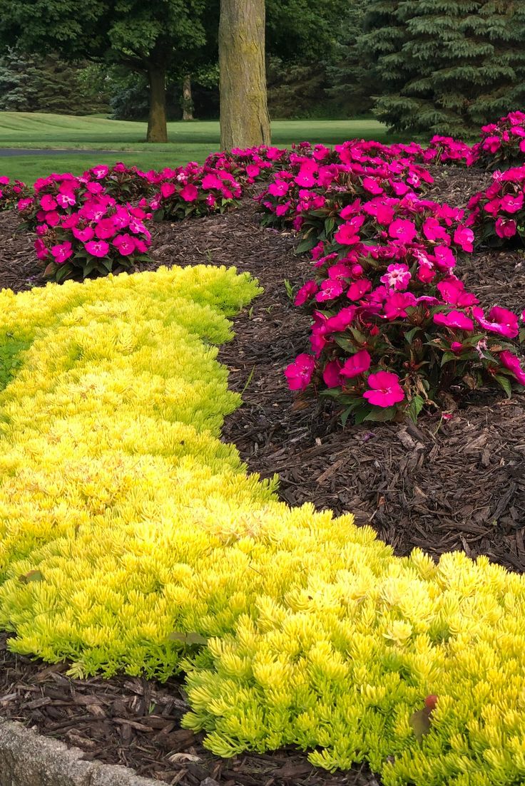 some pink and yellow flowers are in the middle of mulchy grass with trees in the background