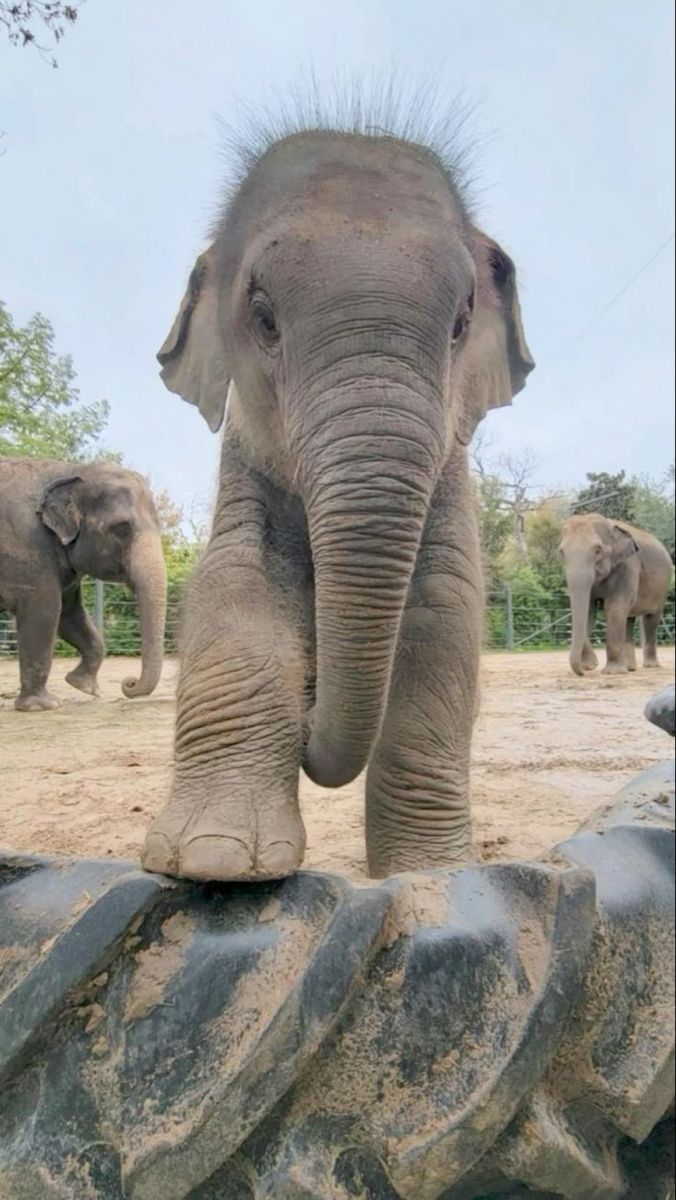 an elephant standing on top of a pile of dirt next to another elephant in the background