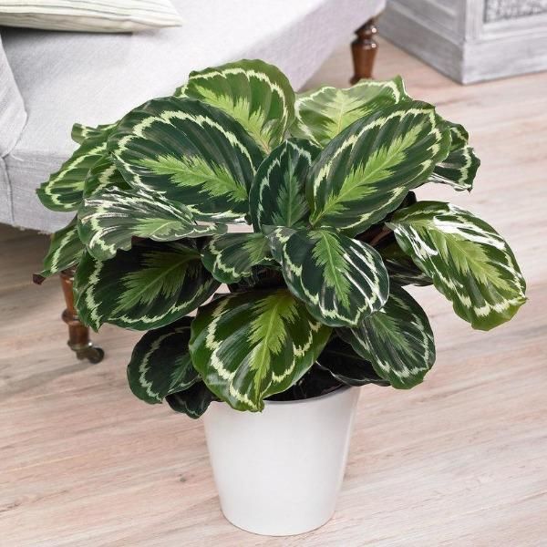 a green and white potted plant sitting on top of a wooden floor next to a bed